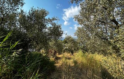 C21 Cius; Hasanağa Cad. Cephe Ayrık Nizam 2 Kat 0.60 Emsal Arsa