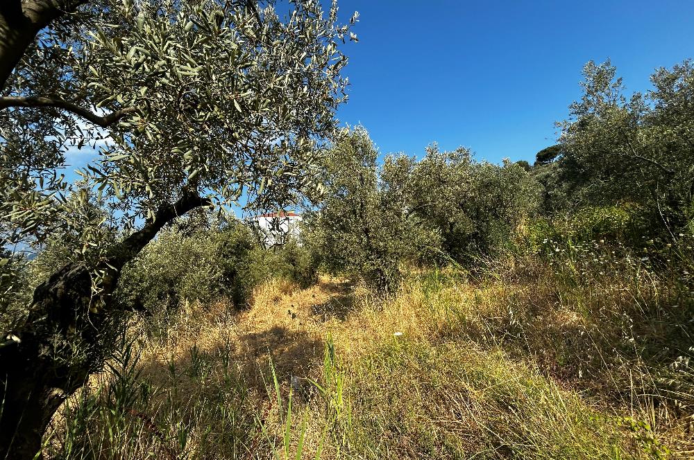 C21 Cius; Hasanağa Cad. Cephe Ayrık Nizam 2 Kat 0.60 Emsal Arsa