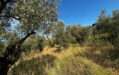 C21 Cius; Hasanağa Cad. Cephe Ayrık Nizam 2 Kat 0.60 Emsal Arsa