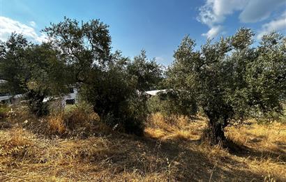 C21 Cius; Hasanağa Cad. Cephe Ayrık Nizam 2 Kat 0.60 Emsal Arsa