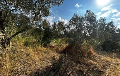 C21 Cius; Hasanağa Cad. Cephe Ayrık Nizam 2 Kat 0.60 Emsal Arsa