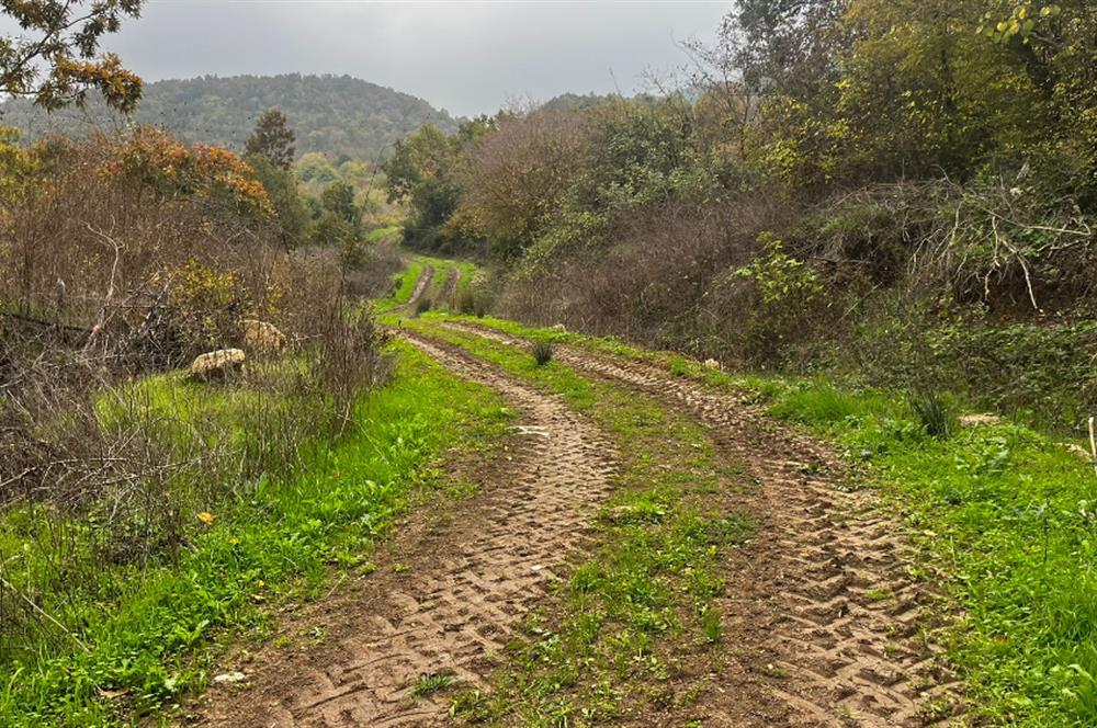 C21 BAL'DA ESKİMANYASTA ORMANA CEPHE 13.434 m² YOLU OlAN TARLA