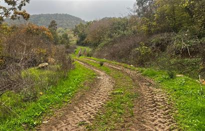 C21 BAL'DA ESKİMANYASTA ORMANA CEPHE 13.434 m² YOLU OlAN TARLA