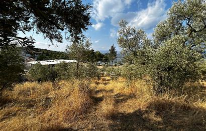 C21 Cius; Hasanağa Cad. Cephe Ayrık Nizam 2 Kat 0.60 Emsal Arsa