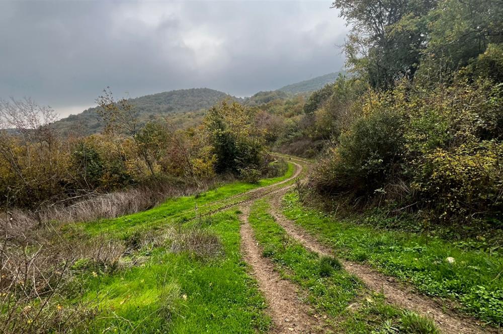 C21 BAL'DA ESKİMANYASTA ORMANA CEPHE 13.434 m² YOLU OlAN TARLA