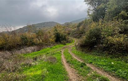 C21 BAL'DA ESKİMANYASTA ORMANA CEPHE 13.434 m² YOLU OlAN TARLA