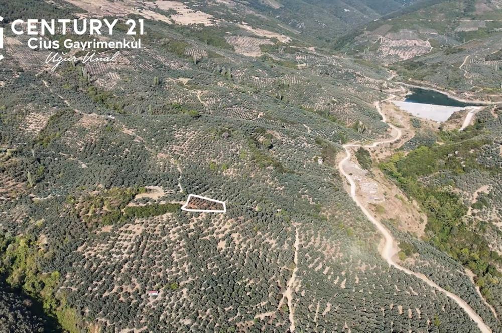 C21Cius: Kumla'da Resmi Yola Cephe 1861 m2 Zeytinlik