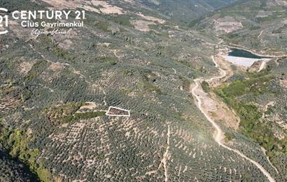 C21Cius: Kumla'da Resmi Yola Cephe 1861 m2 Zeytinlik