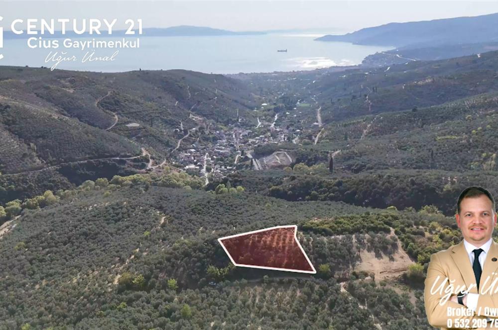 C21Cius: Kumla'da Resmi Yola Cephe 1861 m2 Zeytinlik