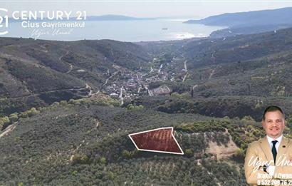 C21Cius: Kumla'da Resmi Yola Cephe 1861 m2 Zeytinlik