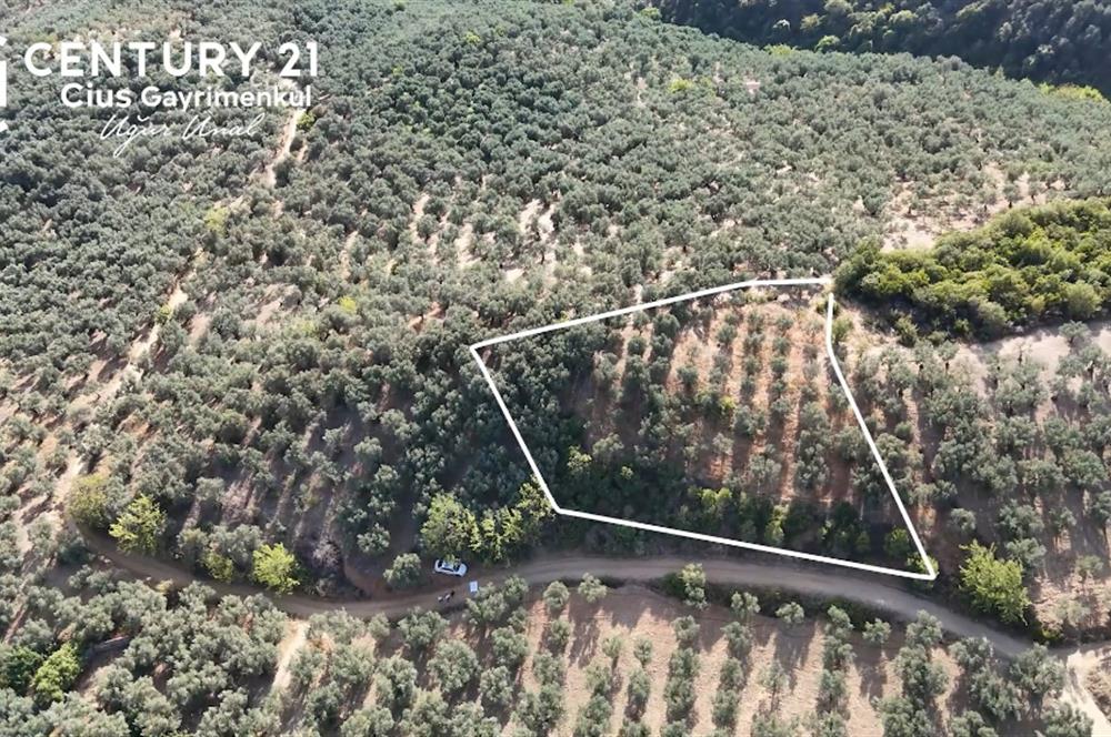 C21Cius: Kumla'da Resmi Yola Cephe 1861 m2 Zeytinlik