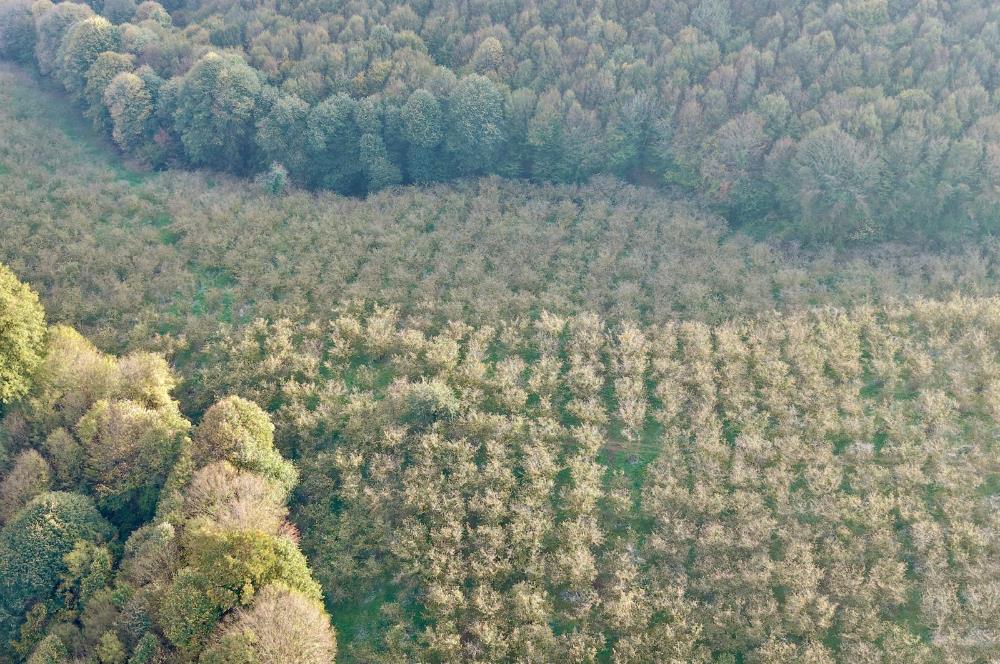 SAKARYA FERİZLİ TEBERİK MAHALLESİ SATILIK  TARLA