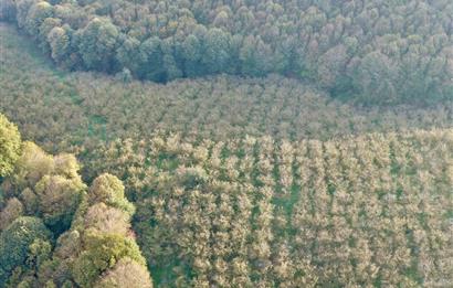 SAKARYA FERİZLİ TEBERİK MAHALLESİ SATILIK  TARLA