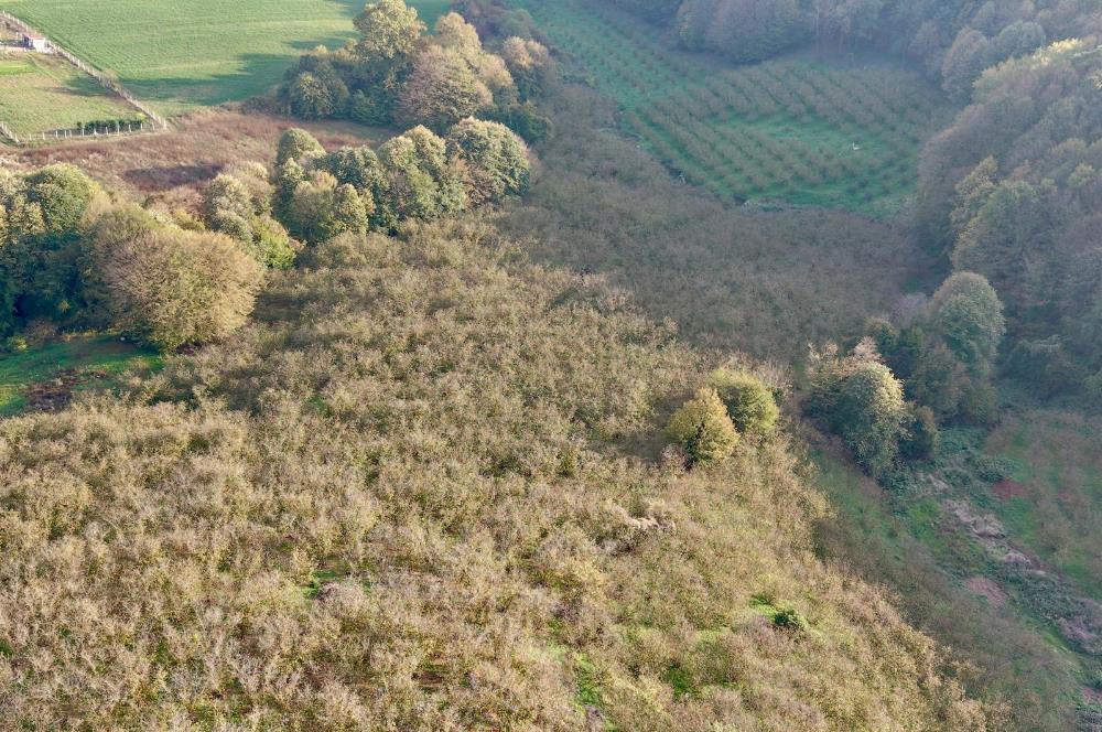 SAKARYA FERİZLİ TEBERİK MAHALLESİ SATILIK  TARLA
