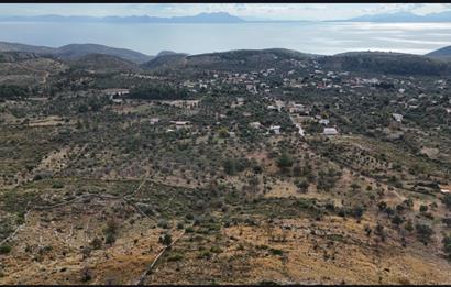 Bodrum Mazı muhtesem deniz manzaralı satılık tarla