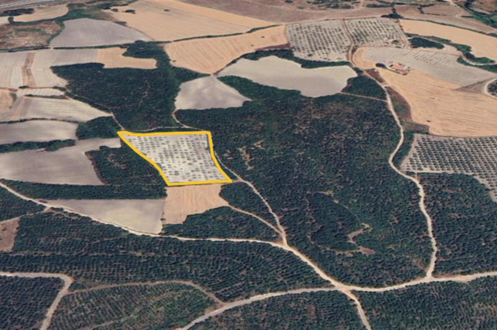 Balıkesir Savaştepe Karaçam SATILIK TARLA