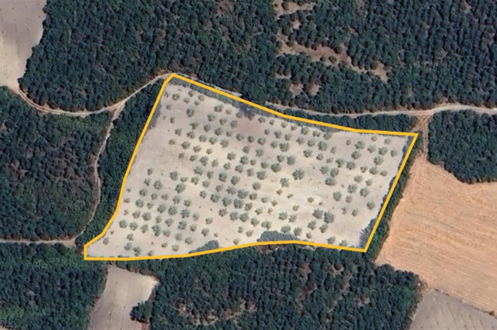 Balıkesir Savaştepe Karaçam SATILIK TARLA