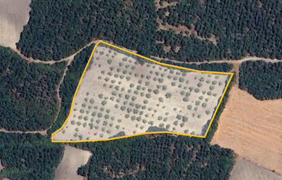 Balıkesir Savaştepe Karaçam SATILIK TARLA