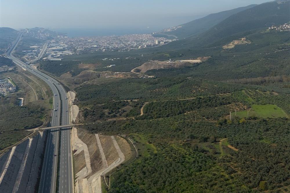 C21 CİUS; Gemlik Cihatlı'da Konum Avantajlı Zeytinlik