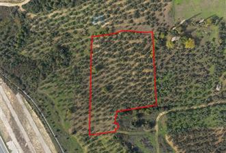 C21 CİUS; Gemlik Cihatlı'da Konum Avantajlı Zeytinlik - 2 - 29497