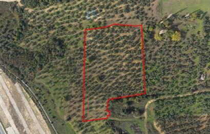 C21 CİUS; Gemlik Cihatlı'da Konum Avantajlı Zeytinlik