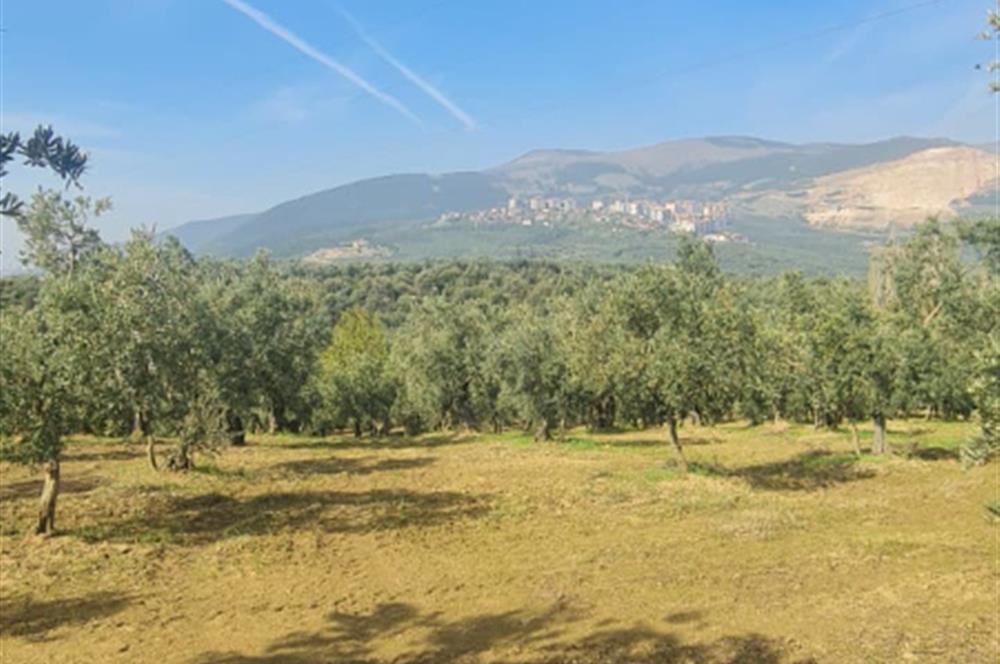 C21 CİUS; Gemlik Cihatlı'da Konum Avantajlı Zeytinlik