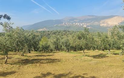 C21 CİUS; Gemlik Cihatlı'da Konum Avantajlı Zeytinlik