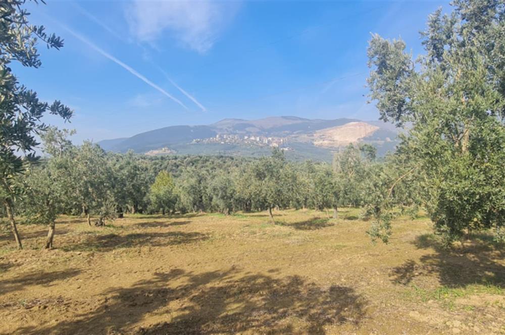 C21 CİUS; Gemlik Cihatlı'da Konum Avantajlı Zeytinlik