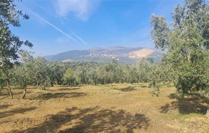 C21 CİUS; Gemlik Cihatlı'da Konum Avantajlı Zeytinlik