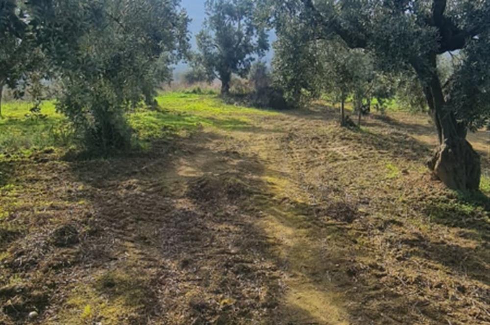 C21 CİUS; Gemlik Cihatlı'da Konum Avantajlı Zeytinlik