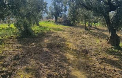 C21 CİUS; Gemlik Cihatlı'da Konum Avantajlı Zeytinlik