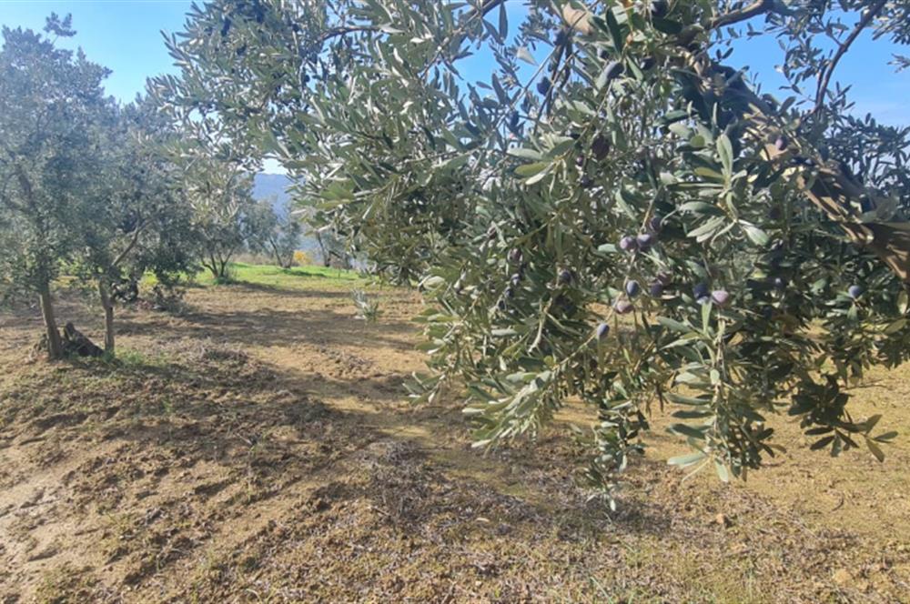 C21 CİUS; Gemlik Cihatlı'da Konum Avantajlı Zeytinlik