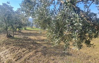 C21 CİUS; Gemlik Cihatlı'da Konum Avantajlı Zeytinlik