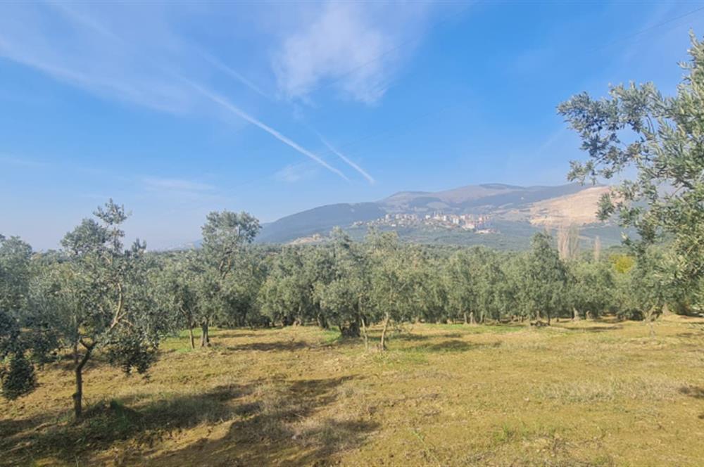 C21 CİUS; Gemlik Cihatlı'da Konum Avantajlı Zeytinlik
