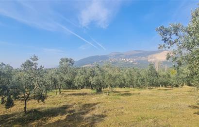C21 CİUS; Gemlik Cihatlı'da Konum Avantajlı Zeytinlik