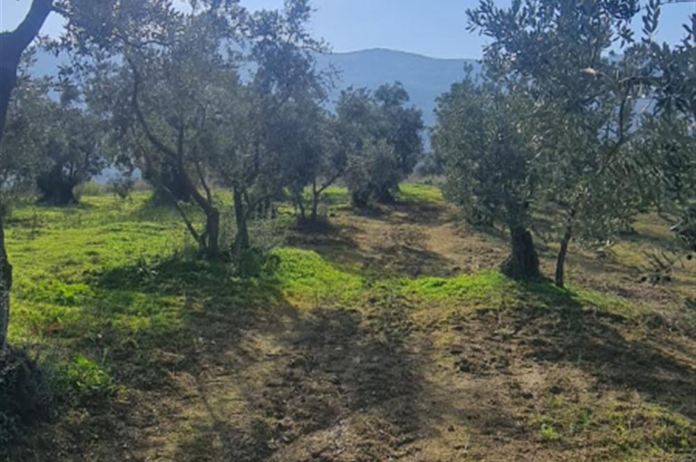 C21 CİUS; Gemlik Cihatlı'da Konum Avantajlı Zeytinlik