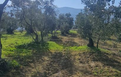 C21 CİUS; Gemlik Cihatlı'da Konum Avantajlı Zeytinlik