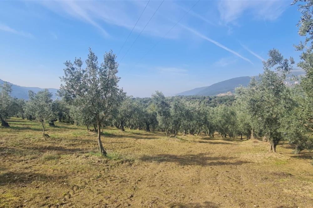 C21 CİUS; Gemlik Cihatlı'da Konum Avantajlı Zeytinlik