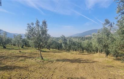 C21 CİUS; Gemlik Cihatlı'da Konum Avantajlı Zeytinlik