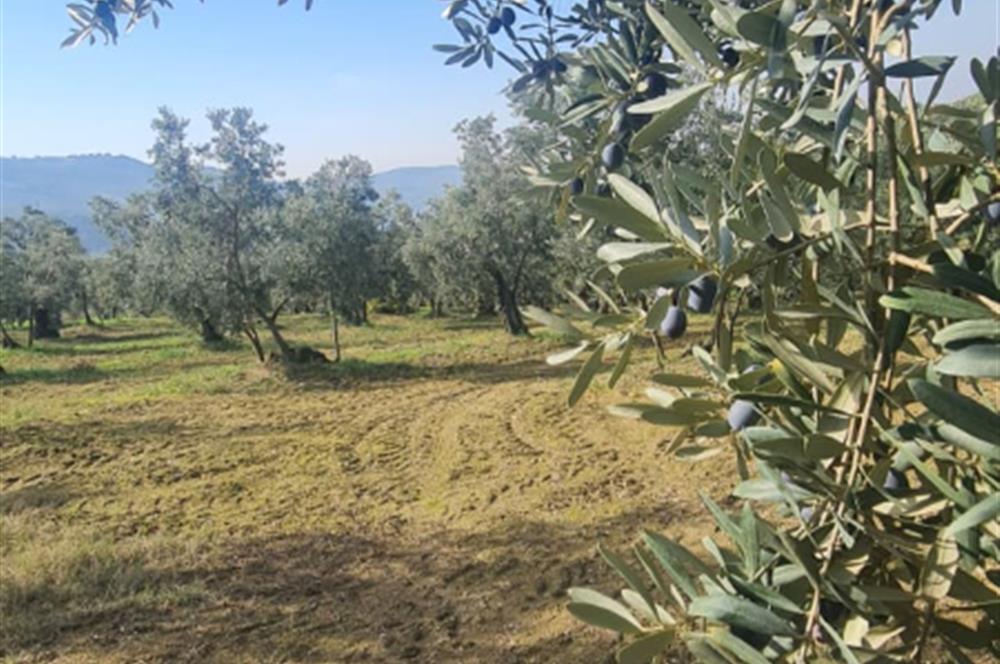 C21 CİUS; Gemlik Cihatlı'da Konum Avantajlı Zeytinlik