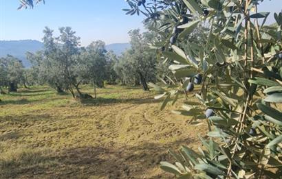 C21 CİUS; Gemlik Cihatlı'da Konum Avantajlı Zeytinlik