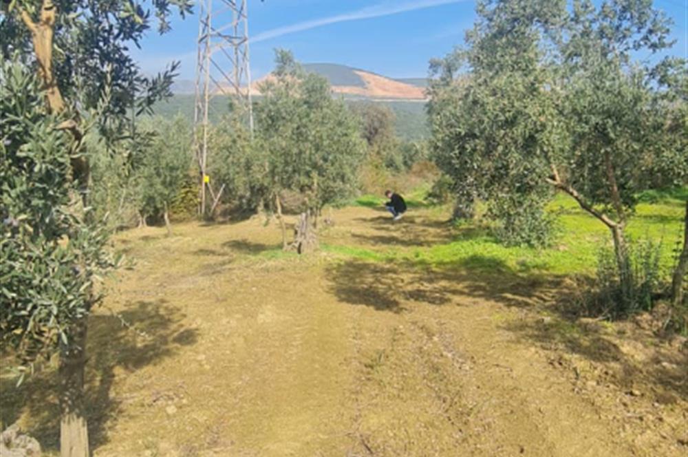 C21 CİUS; Gemlik Cihatlı'da Konum Avantajlı Zeytinlik