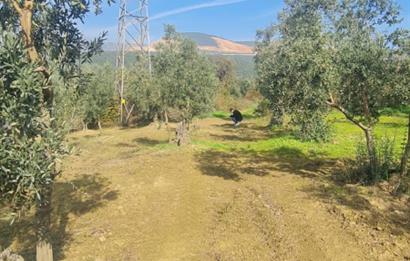C21 CİUS; Gemlik Cihatlı'da Konum Avantajlı Zeytinlik