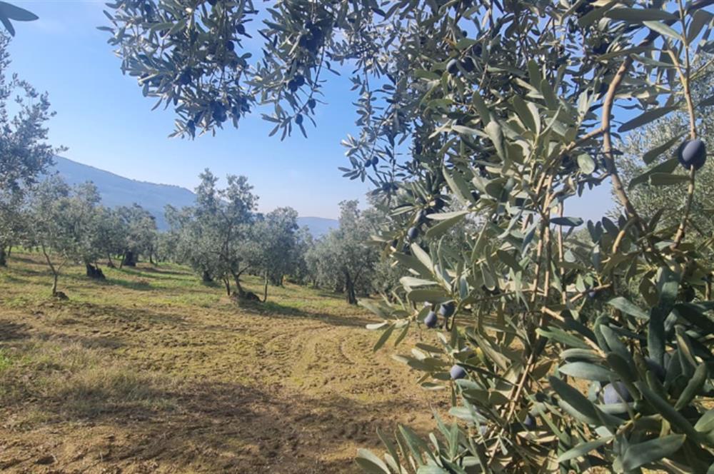 C21 CİUS; Gemlik Cihatlı'da Konum Avantajlı Zeytinlik