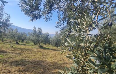 C21 CİUS; Gemlik Cihatlı'da Konum Avantajlı Zeytinlik