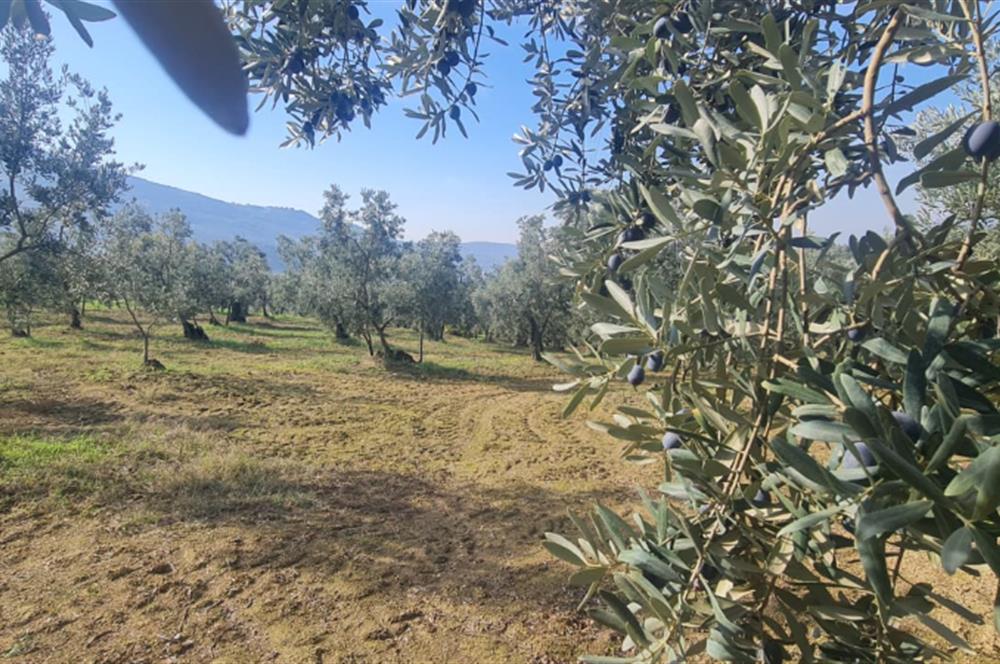 C21 CİUS; Gemlik Cihatlı'da Konum Avantajlı Zeytinlik