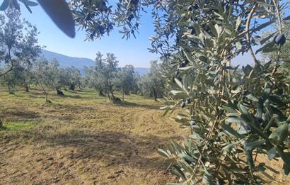 C21 CİUS; Gemlik Cihatlı'da Konum Avantajlı Zeytinlik