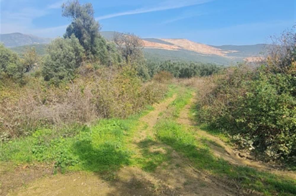 C21 CİUS; Gemlik Cihatlı'da Konum Avantajlı Zeytinlik