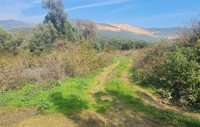 C21 CİUS; Gemlik Cihatlı'da Konum Avantajlı Zeytinlik