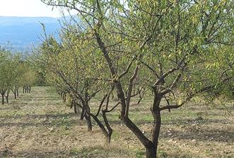 Balıkesir Savaştepe Karaçam SATILIK TARLA - 4 - 29501